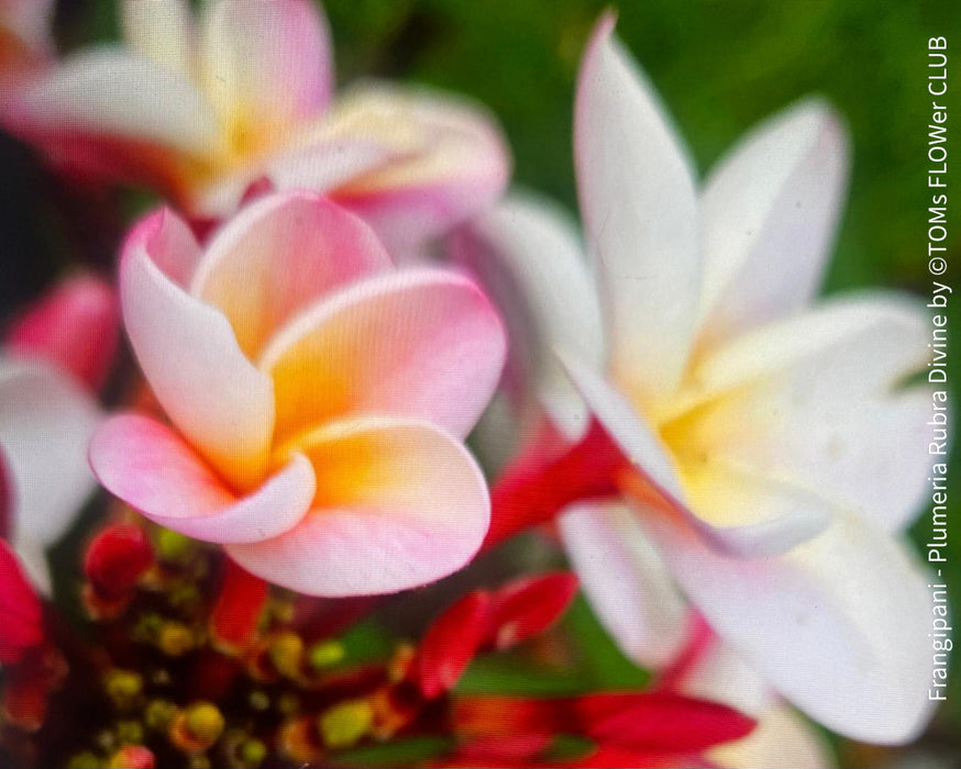 Frangipani / Plumeria Rubra Divine, organically grown succulent plants in TOMs FLOWer CLUB.