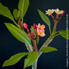 Frangipani / Plumeria Rubra Divine, organically grown succulent fragrance plants in TOMs FLOWer CLUB.