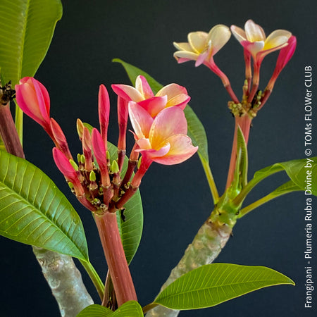 Frangipani / Plumeria Rubra Divine, organically grown succulent fragrance plants in TOMs FLOWer CLUB.