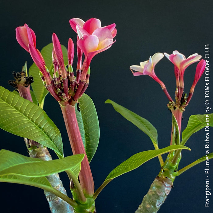 Frangipani / Plumeria Rubra Divine, organically grown succulent fragrance plants in TOMs FLOWer CLUB.