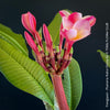 Frangipani / Plumeria Rubra Divine, organically grown succulent fragrance plants in TOMs FLOWer CLUB.