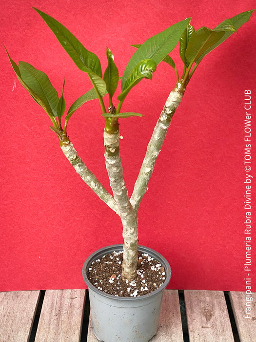 Frangipani / Plumeria Rubra Divine, organically grown succulent plants in TOMs FLOWer CLUB.