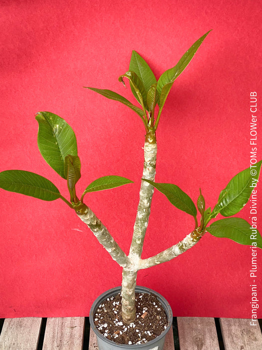 Frangipani / Plumeria Rubra Divine, organically grown succulent plants in TOMs FLOWer CLUB.