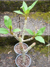 Frangipani / Plumeria Rubra Divine, organically grown succulent plants in TOMs FLOWer CLUB.