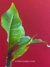 Frangipani / Plumeria Bluerapa, organically grown succulent plants in TOMs FLOWer CLUB.