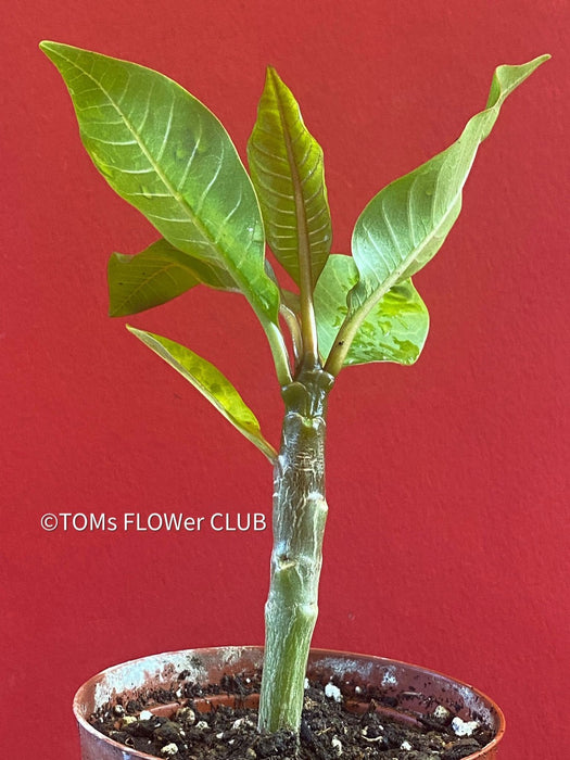 Frangipani / Plumeria Bluerapa, organically grown succulent plants in TOMs FLOWer CLUB.