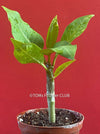 Frangipani / Plumeria Bluerapa, organically grown succulent plants in TOMs FLOWer CLUB.