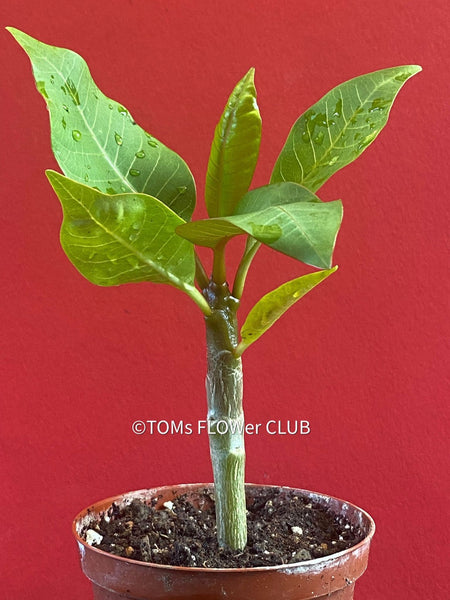 Frangipani / Plumeria Bluerapa, organically grown succulent plants in TOMs FLOWer CLUB.