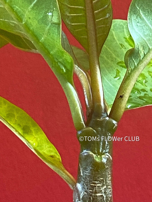 Frangipani / Plumeria Bluerapa, organically grown succulent plants in TOMs FLOWer CLUB.