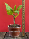 Frangipani / Plumeria Bluerapa, organically grown succulent plants in TOMs FLOWer CLUB.