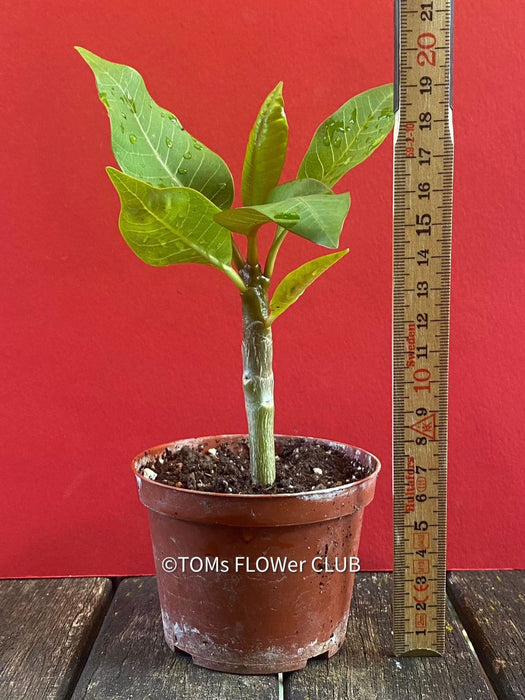 Frangipani / Plumeria Bluerapa, organically grown succulent plants in TOMs FLOWer CLUB.