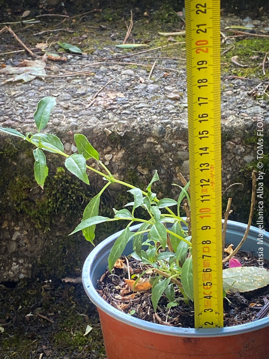 Fuchsia Magellanica Alba, white flowering, organically grown parentials hardy plants for sale at TOMs FLOWer CLUB