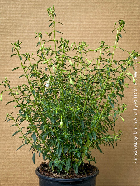 Fuchsia Magellanica Alba, white flowering, organically grown parentials hardy plants for sale at TOMs FLOWer CLUB