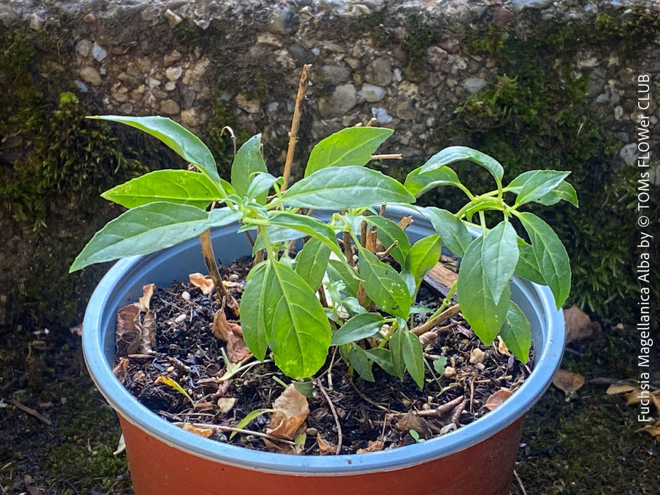 Fuchsia Magellanica Alba, white flowering, organically grown parentials hardy plants for sale at TOMs FLOWer CLUB