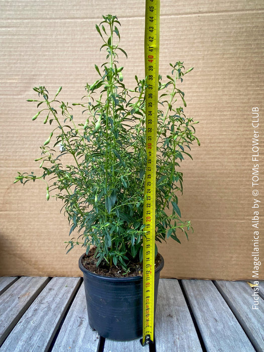 Fuchsia Magellanica Alba, white flowering, organically grown parentials hardy plants for sale at TOMs FLOWer CLUB