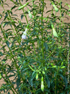 Fuchsia Magellanica Alba, white flowering, organically grown parentials hardy plants for sale at TOMs FLOWer CLUB