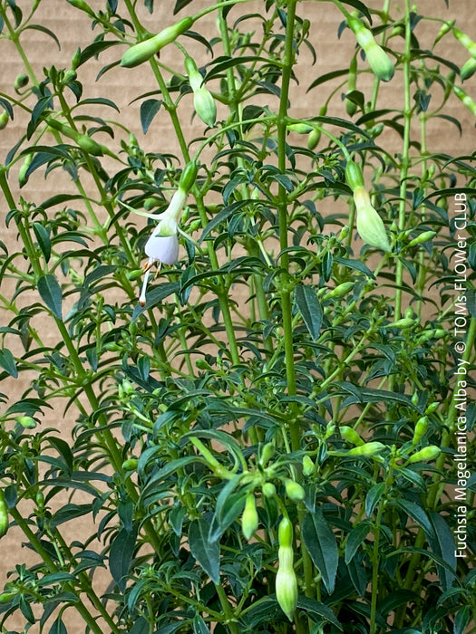 Fuchsia Magellanica Alba, white flowering, organically grown parentials hardy plants for sale at TOMs FLOWer CLUB