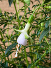 Fuchsia Magellanica Alba, white flowering, organically grown parentials  hardy plants for sale at TOMs FLOWer CLUB