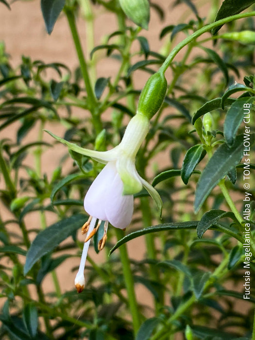 Fuchsia Magellanica Alba, white flowering, organically grown parentials  hardy plants for sale at TOMs FLOWer CLUB