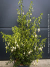 Fuchsia Magellanica Alba, white flowering, organically grown parentials hardy plants for sale at TOMs FLOWer CLUB