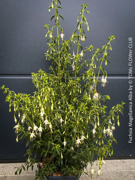 Fuchsia Magellanica Alba, white flowering, organically grown parentials hardy plants for sale at TOMs FLOWer CLUB