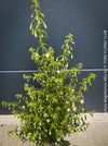 Fuchsia Magellanica Alba, white flowering, organically grown parentials hardy plants for sale at TOMs FLOWer CLUB