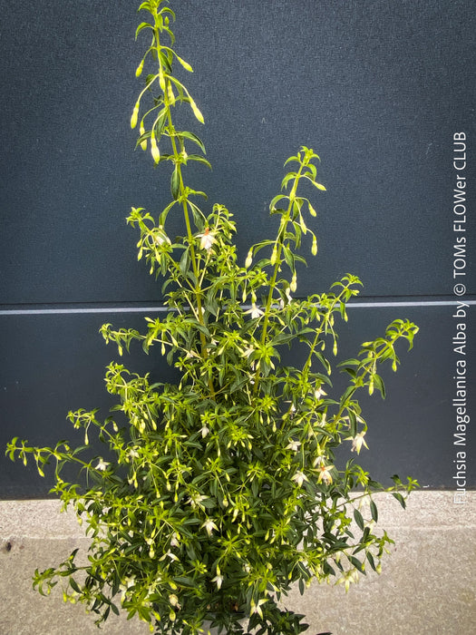 Fuchsia Magellanica Alba, white flowering, organically grown parentials hardy plants for sale at TOMs FLOWer CLUB