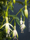 Fuchsia Magellanica Alba, white flowering, organically grown parentials hardy plants for sale at TOMs FLOWer CLUB