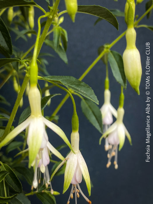 Fuchsia Magellanica Alba, white flowering, organically grown parentials hardy plants for sale at TOMs FLOWer CLUB
