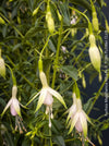Fuchsia Magellanica Alba, white flowering, organically grown parentials hardy plants for sale at TOMs FLOWer CLUB
