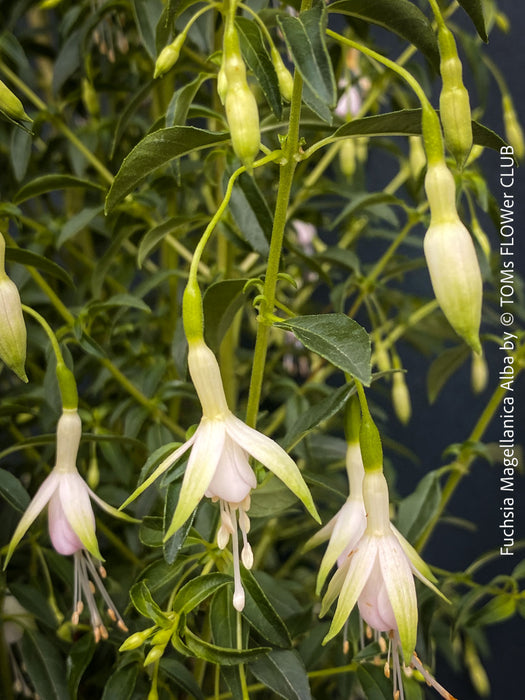 Fuchsia Magellanica Alba, white flowering, organically grown parentials hardy plants for sale at TOMs FLOWer CLUB