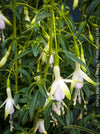 Fuchsia Magellanica Alba, white flowering, organically grown parentials hardy plants for sale at TOMs FLOWer CLUB