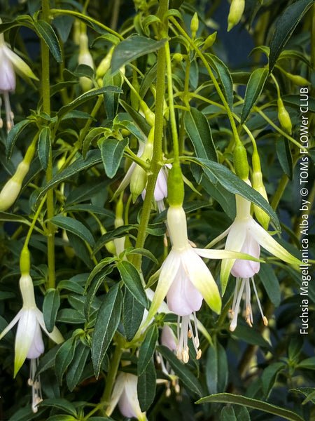 Fuchsia Magellanica Alba, white flowering, organically grown parentials hardy plants for sale at TOMs FLOWer CLUB
