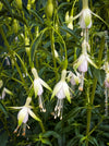 Fuchsia Magellanica Alba, white flowering, organically grown parentials hardy plants for sale at TOMs FLOWer CLUB