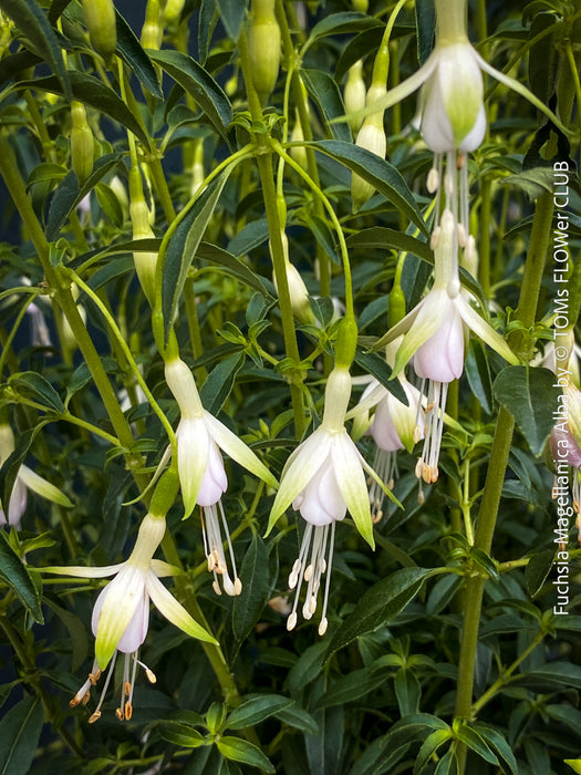 Fuchsia Magellanica Alba, white flowering, organically grown parentials hardy plants for sale at TOMs FLOWer CLUB