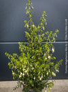 Fuchsia Magellanica Alba, white flowering, organically grown parentials hardy plants for sale at TOMs FLOWer CLUB