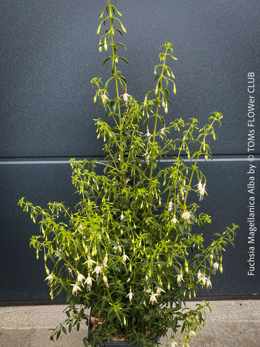 Fuchsia Magellanica Alba, white flowering, organically grown parentials hardy plants for sale at TOMs FLOWer CLUB