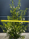 Fuchsia Magellanica Alba, white flowering, organically grown parentials hardy plants for sale at TOMs FLOWer CLUB