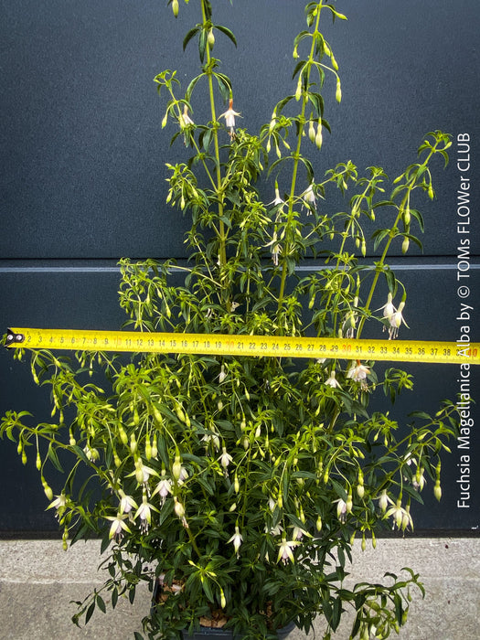 Fuchsia Magellanica Alba, white flowering, organically grown parentials hardy plants for sale at TOMs FLOWer CLUB