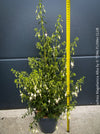 Fuchsia Magellanica Alba, white flowering, organically grown parentials hardy plants for sale at TOMs FLOWer CLUB