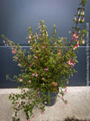 Fuchsia magellanica Arauco shade loving plants for sale at TOMs FLOWer CLUB