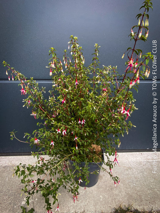 Fuchsia magellanica Arauco shade loving plants for sale at TOMs FLOWer CLUB