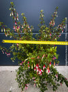 Fuchsia magellanica Arauco at TOMs FLOWer CLUB