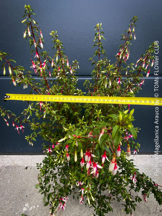 Fuchsia magellanica Arauco at TOMs FLOWer CLUB