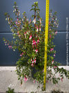 Fuchsia magellanica Arauco at TOMs FLOWer CLUB