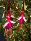 Fuchsia magellanica Arauco displaying elegant red and purple flowers at TOMs FLOWer CLUB