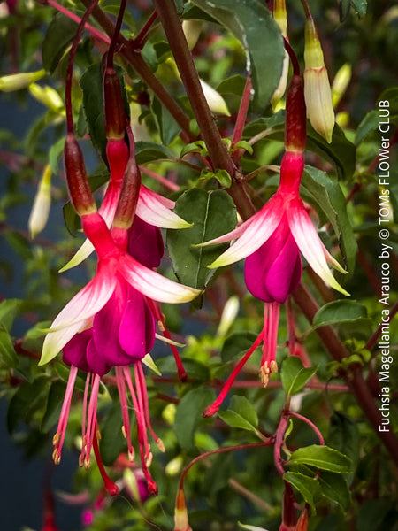 Fuchsia magellanica Arauco displaying elegant red and purple flowers at TOMs FLOWer CLUB