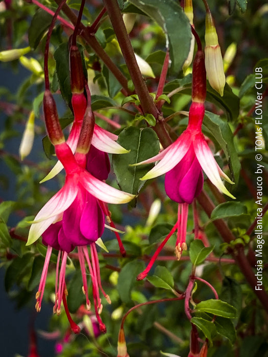 Fuchsia magellanica Arauco displaying elegant red and purple flowers at TOMs FLOWer CLUB
