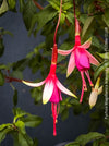 TOMs FLOWer CLUB cultivated Fuchsia magellanica Arauco with healthy branching