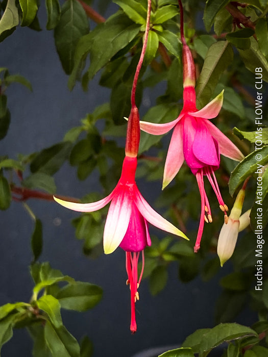 TOMs FLOWer CLUB cultivated Fuchsia magellanica Arauco with healthy branching